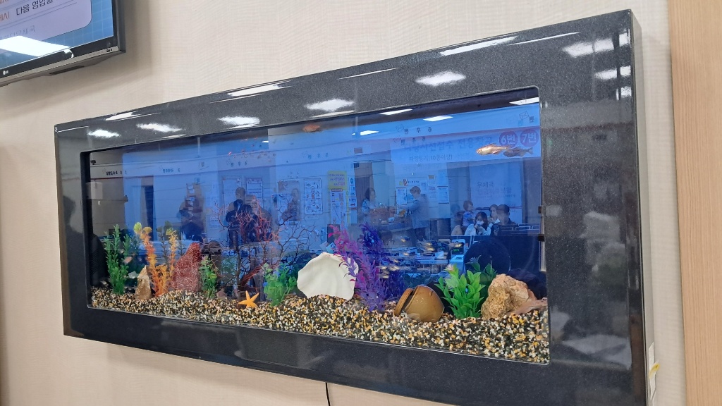 청소 후 - 누적 물때 제거 후 선명해진 수족관